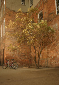 Tree & Bike